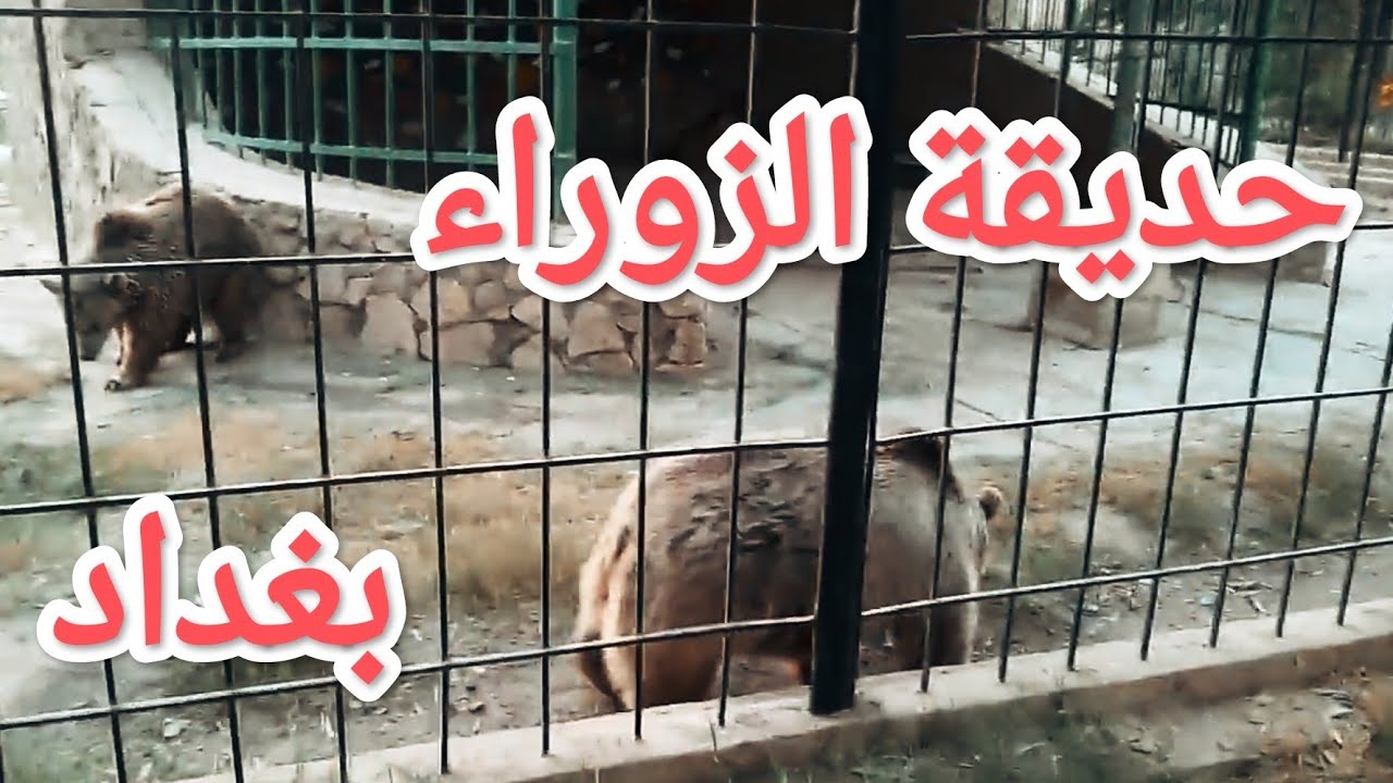 حديقة الحيوانات (الزوراء)/بغداد .الدب .