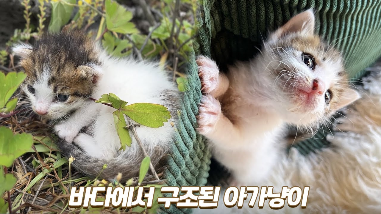귀여운 아기고양이 성장 과정 몰아보기 | 🌰해밤이 이야기 2편