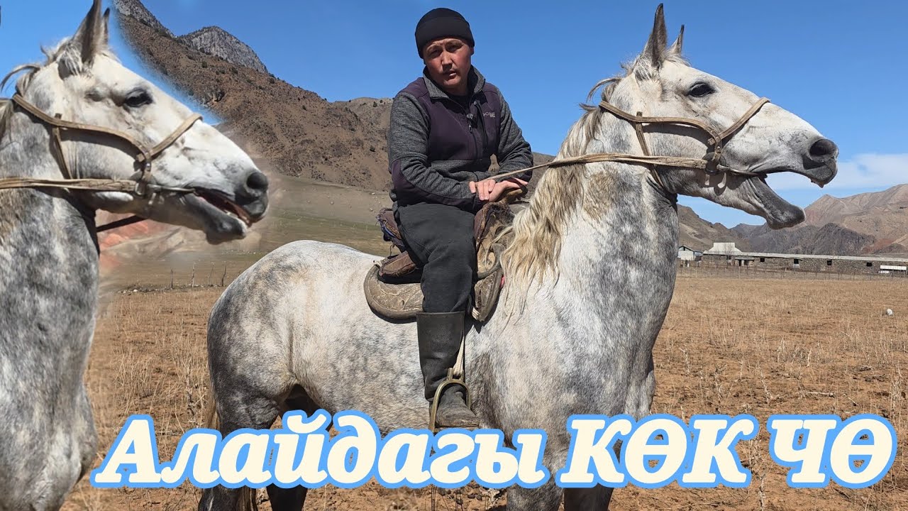 АЙТКАН ЖЕРГЕ АЛЫП БАРАМ КӨК ЧӨНҮ👍таамай ат🔥марта 2026 г.