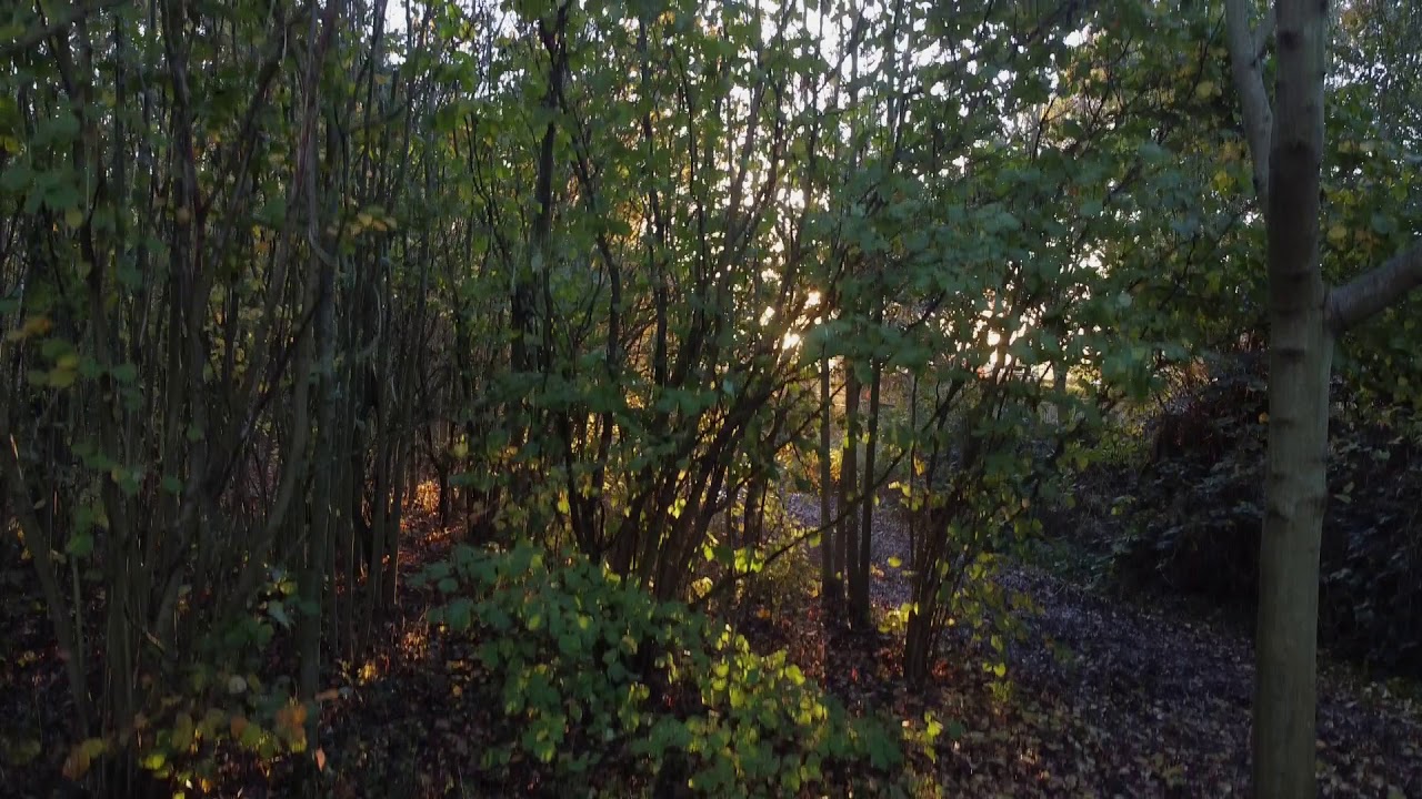 Linslade Woods Sunrise