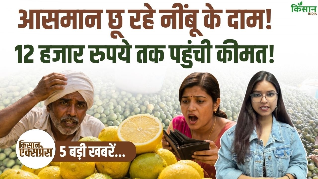 Kisan Express | गर्मी से पहले ही आसमान छू रहे नींबू के दाम, 12हजार रुपये प्रति क्विंटल पहुंची कीमत!