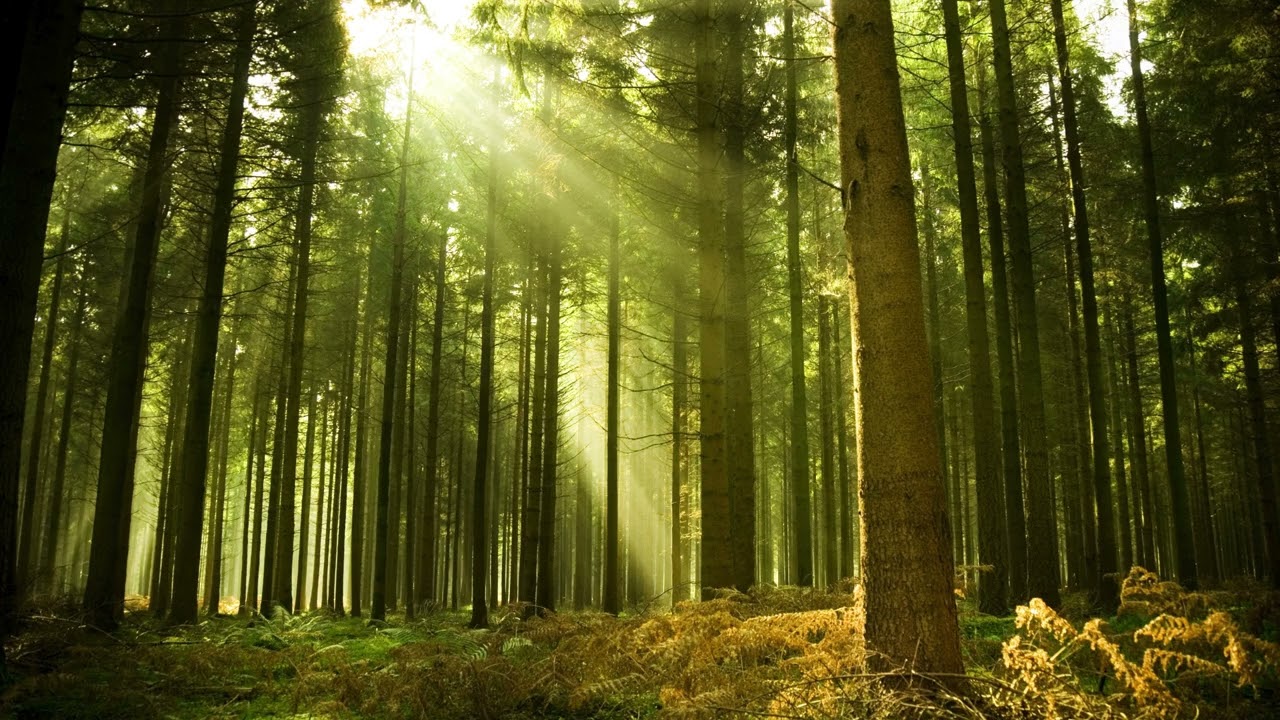 Oh, Forest of the Hills