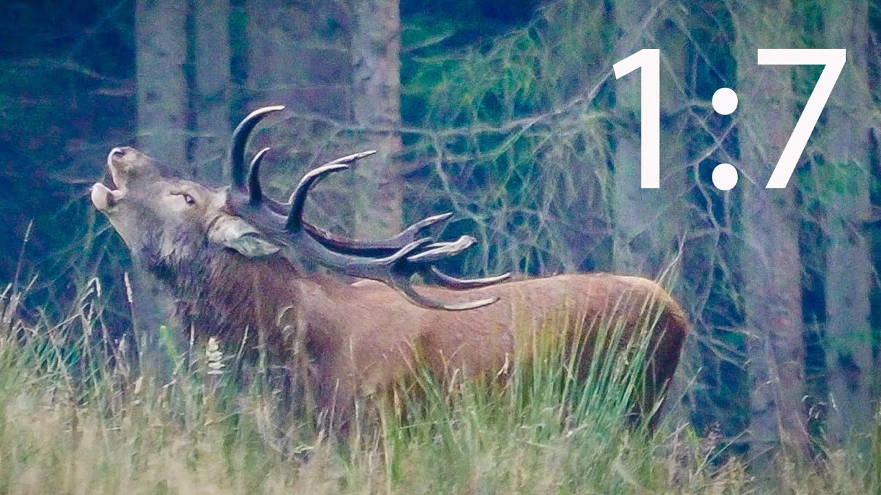 Rold skov og de store hjorte 2024 - del 1
