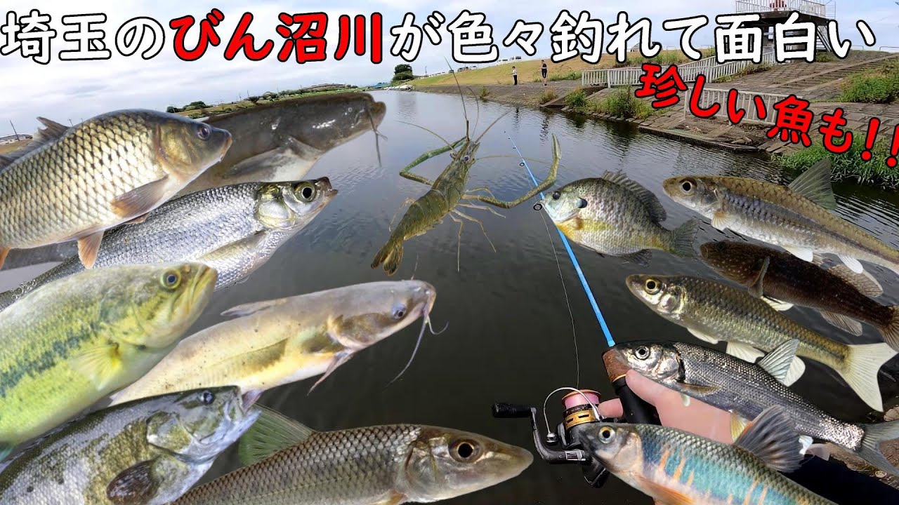 埼玉のびん沼川って色々釣れるんですよ！！