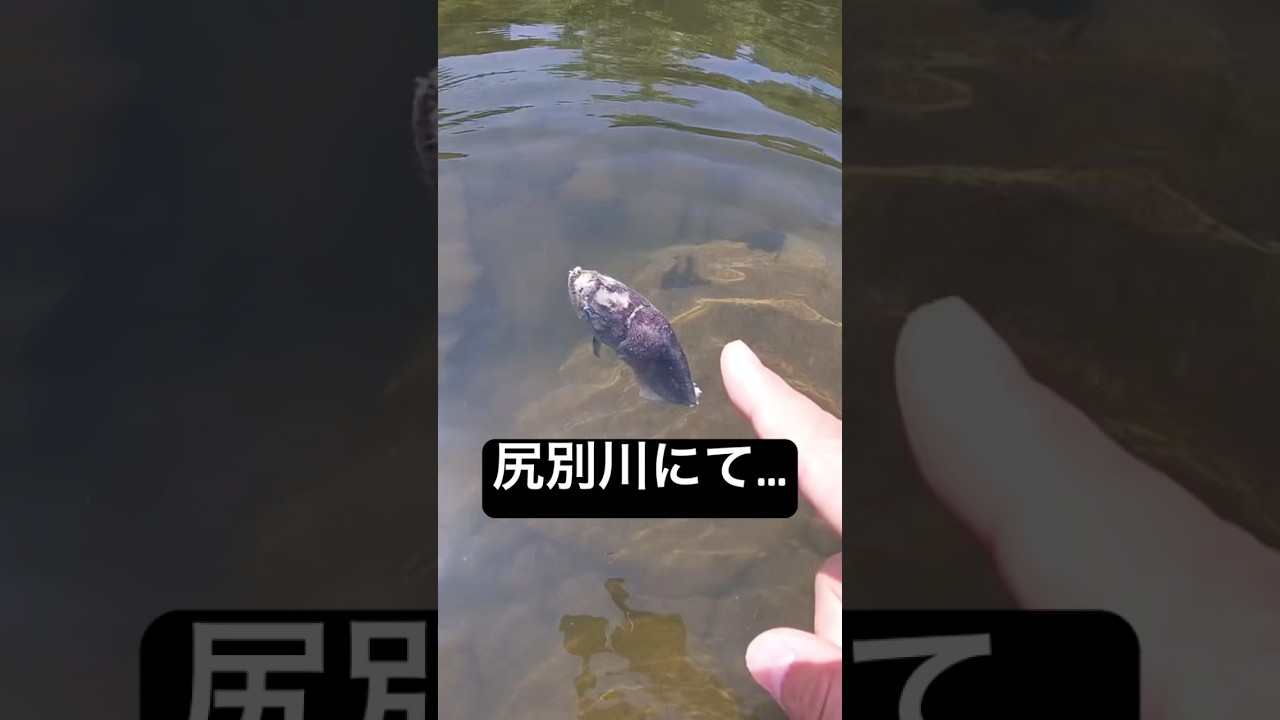 尻別川のサクラマス大量死の現場 