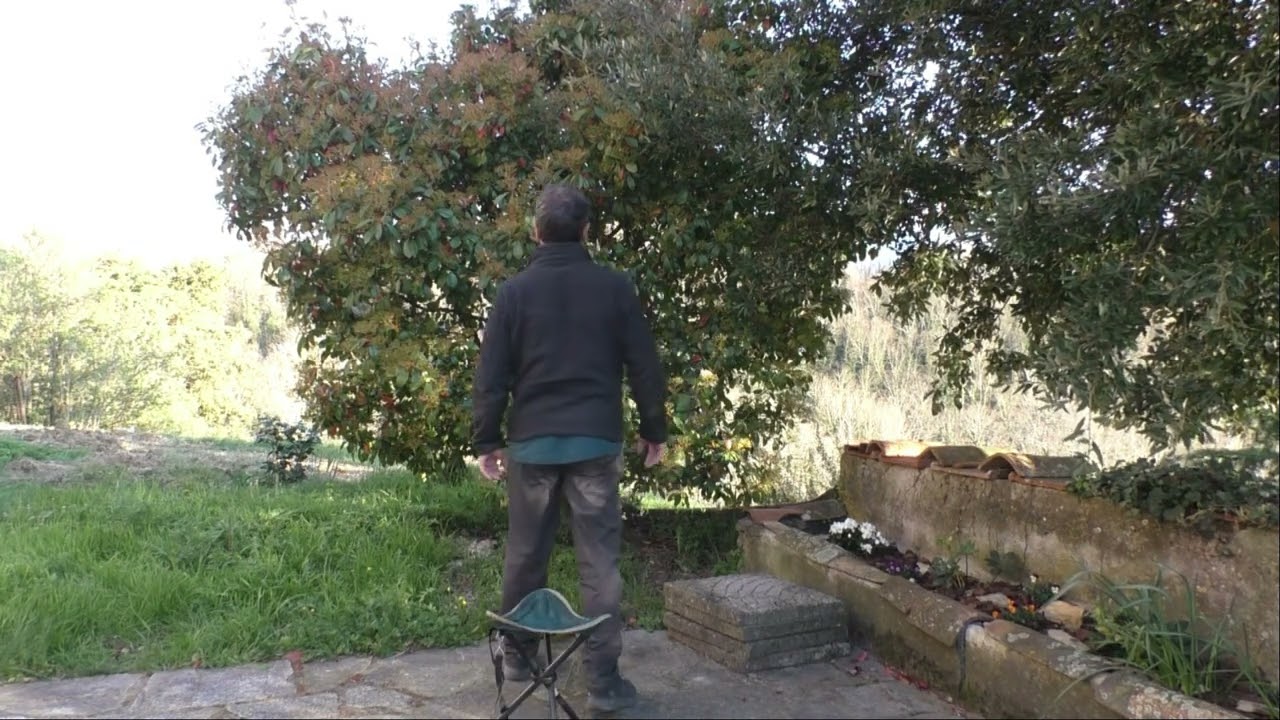 Vegetazione