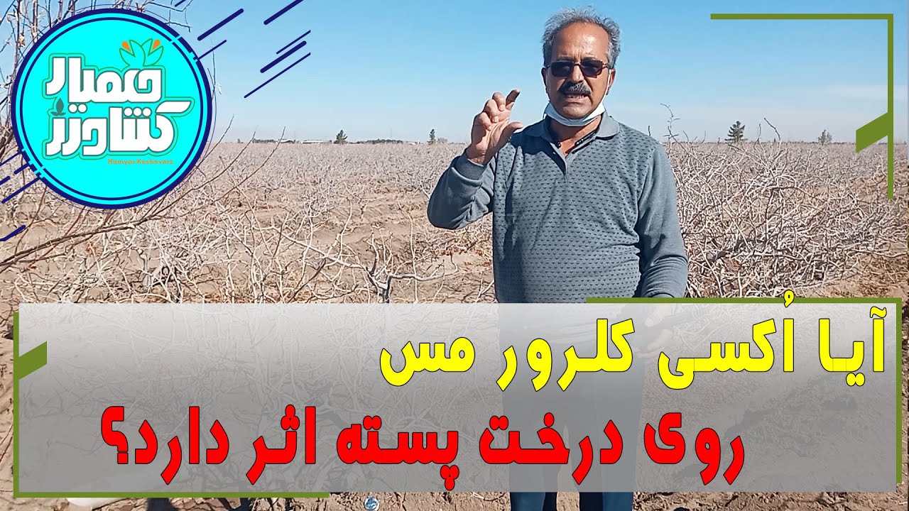 چرا سیاه شدن شاخه درختان با اکسی کلرور مس برطرف نمی شود؟