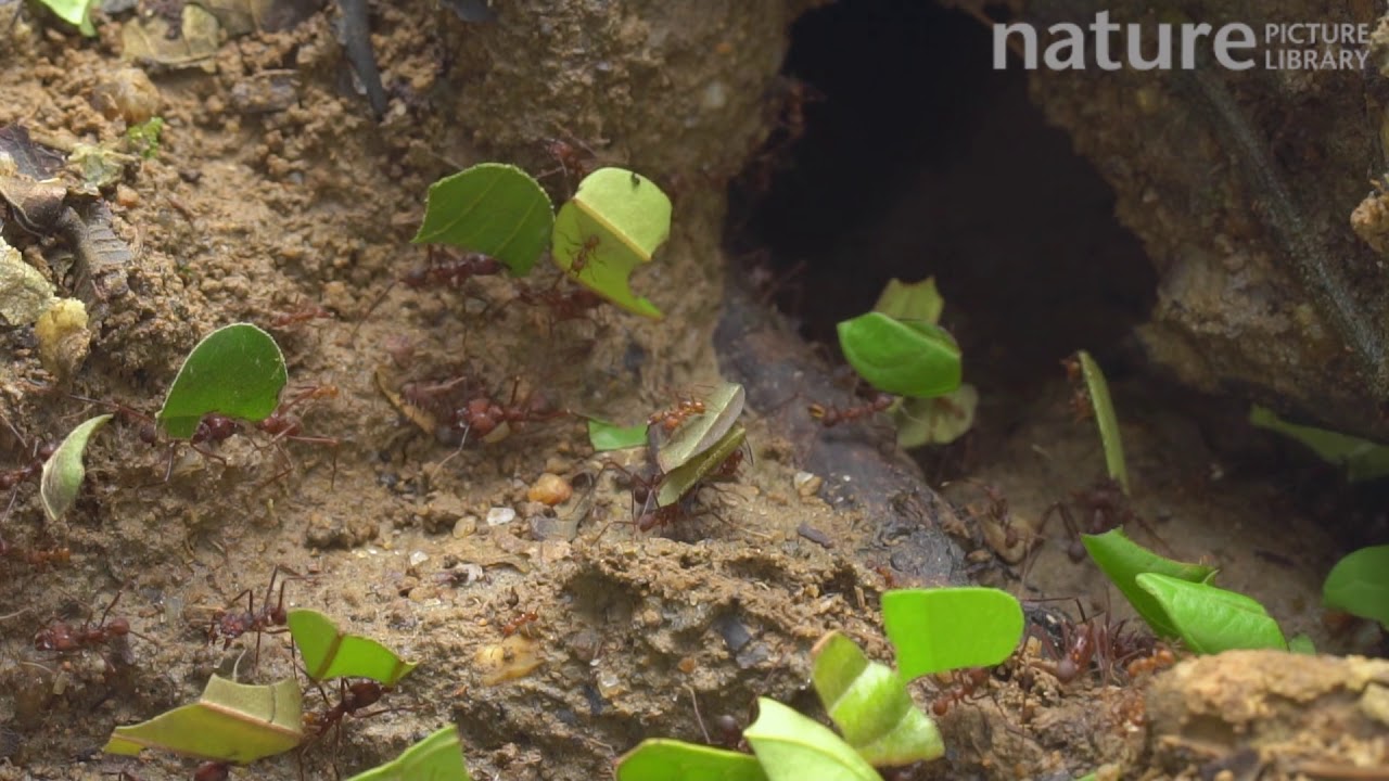 Slow motion clip of Leafcutter ants carrying pieces of leaves back to their nest, Amazon rainforest,