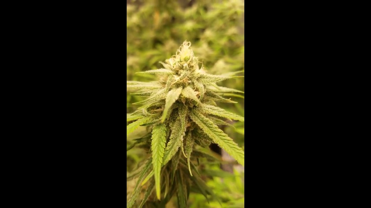 Dual Nanolux 315w Cmh Grow.