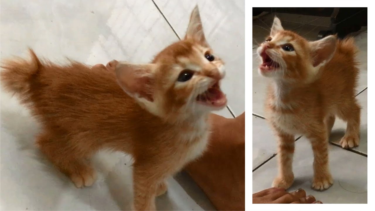 Angry Kitten Meowing Loudly And Screaming For 6 Minutes, Wants Attention - Anak Kucing - Cute Cats