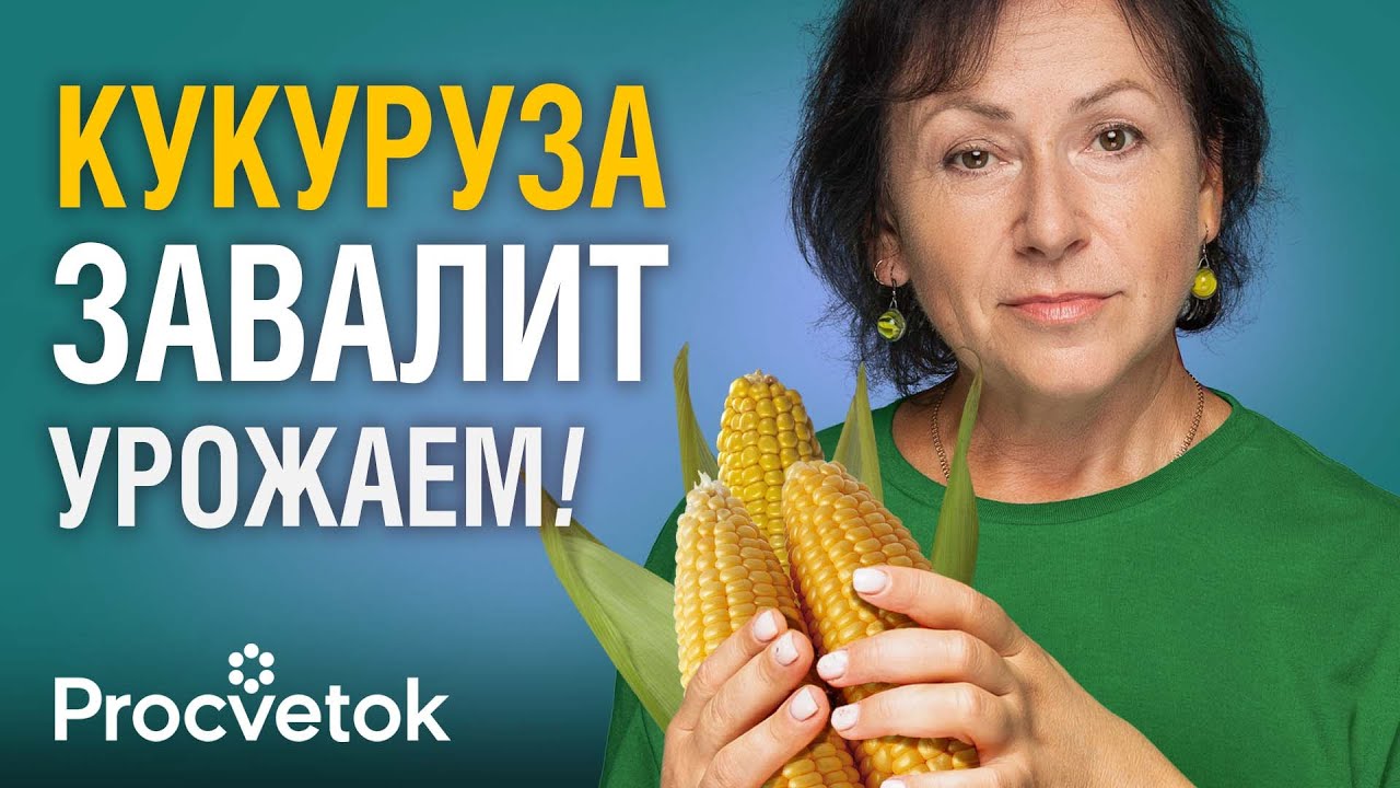 ВСЁ, ЧТО НУЖНО ЗНАТЬ О КУКУРУЗЕ, чтобы получить море сладких початков! Как сажать, чем подкормить