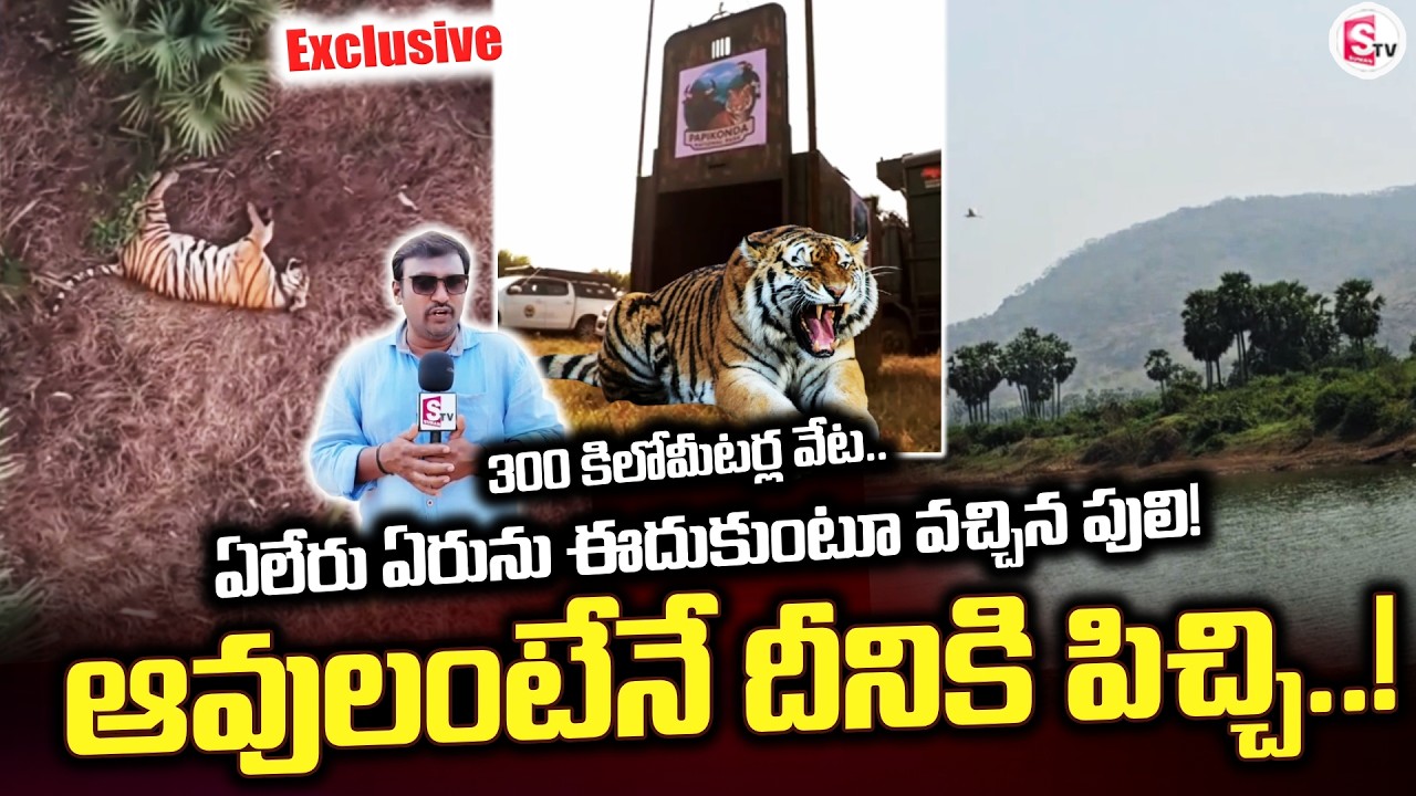 ఏలేరు ఏరును ఈదుకుంటూ వచ్చిన పులి! | Rampachodavaram Tiger Latest Visuals |@SumanTVrampachodavaram