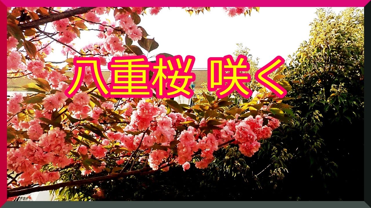 八重桜 咲く