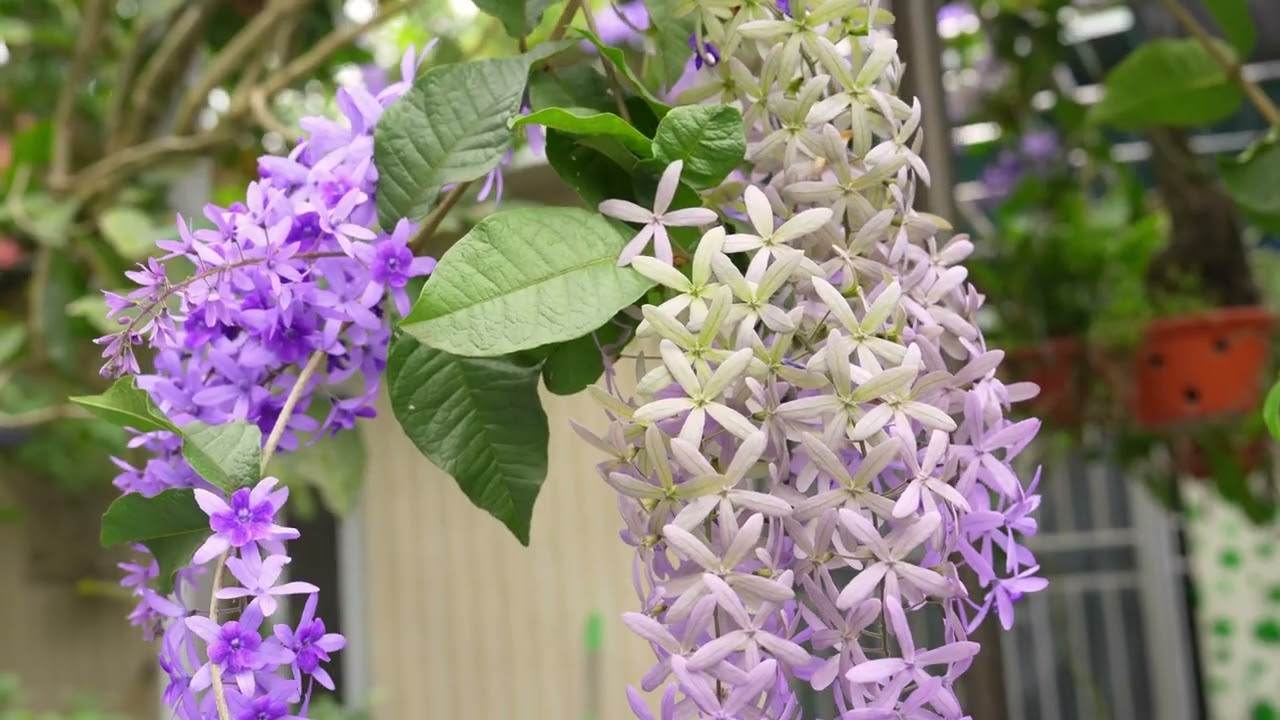 BIỆT THỰ ANH CHỊ HƯỚNG VƯƠNG NGŨ HÙNG-THANH MIỆN-HẢI DƯƠNG.