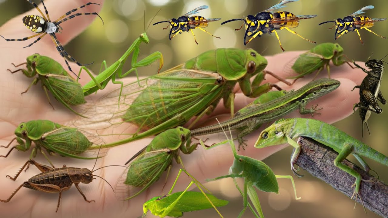 wild insects in their natural habitat