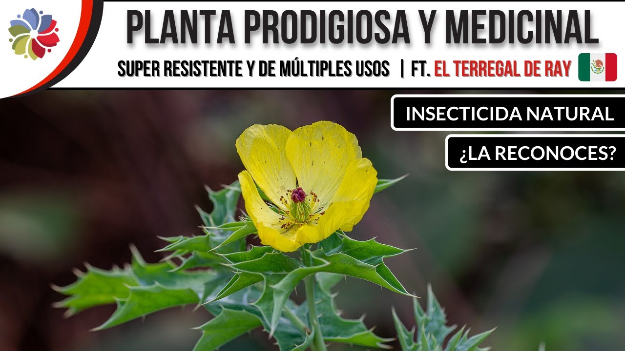 🌱 Esta PLANTA no es una 