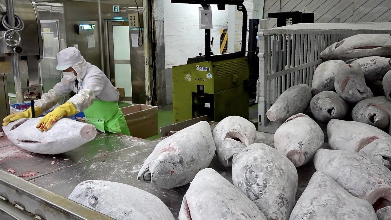 20 Tons of Tuna Are Mass-Produced Every Day at This Amazing Seafood Factory