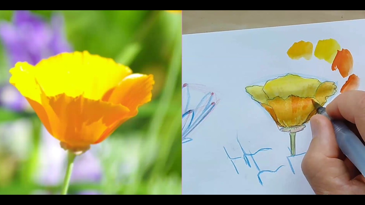 Learn to Draw and Paint Flowers with John Muir Laws