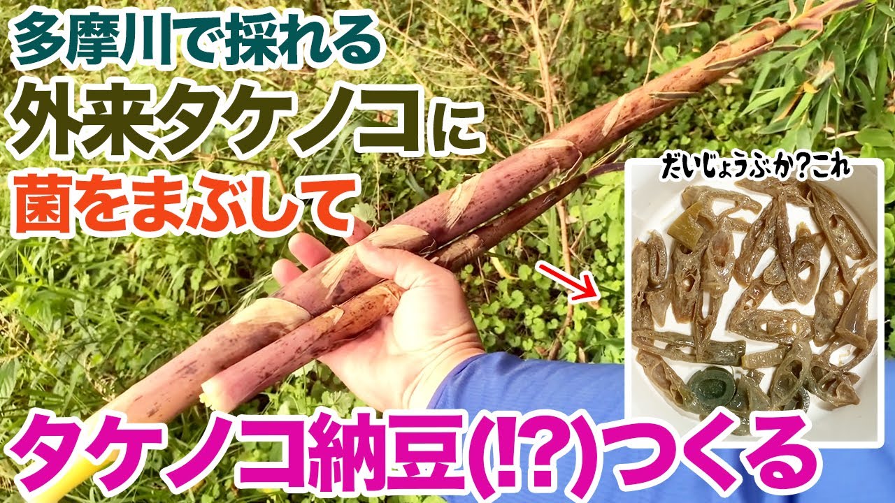多摩川で採れる外来タケノコに菌をまぶして、タケノコ納豆（!?）つくる