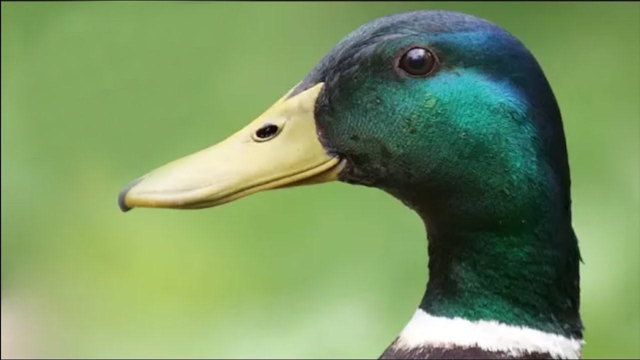 Qué Pasa con los Patos | Mini Documental