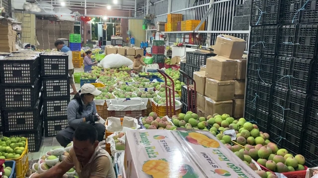 The R2E2 mango packaging process at SR Fruit