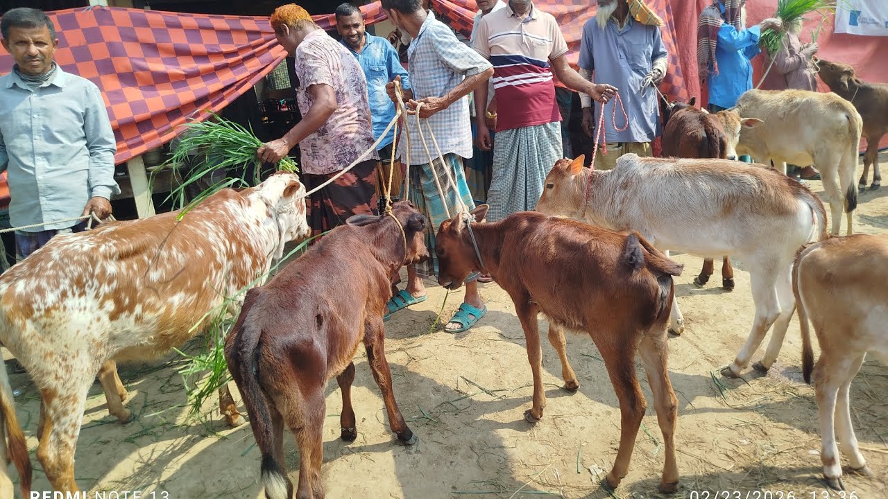 আজ ২৩/০২/২০২৬/ভরপুর আমদানী ষাঁড় ও বকনা বাচুর শাহীওয়াল রানীগঞ্জ হাট 