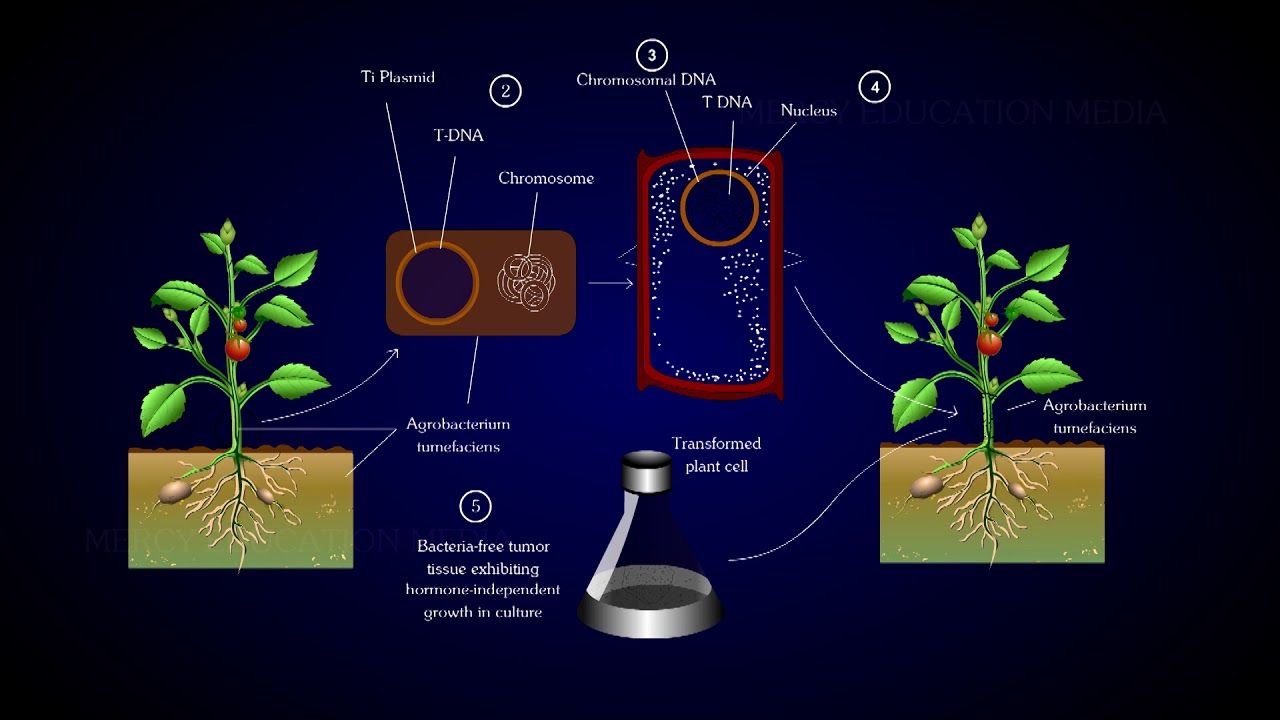 Agrobacterium &mdash; перенос генов растений