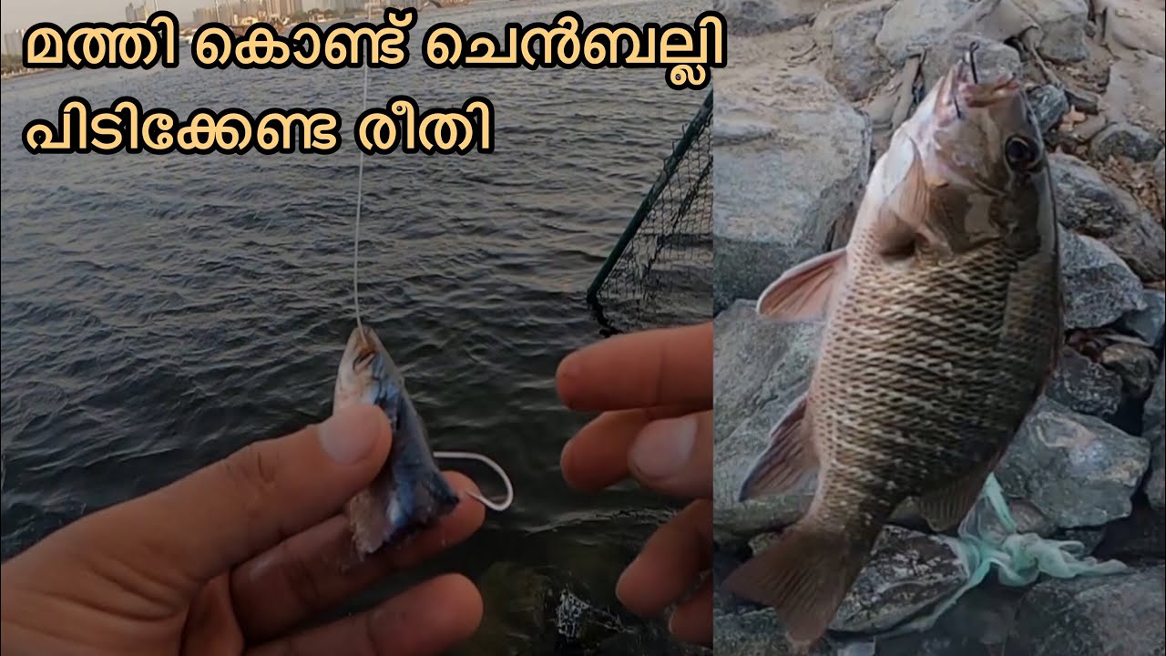 How to use sardine as bait.. മത്തി കൊണ്ട്‌ ചെൻബല്ലി പിടിക്കേണ്ട രീതി