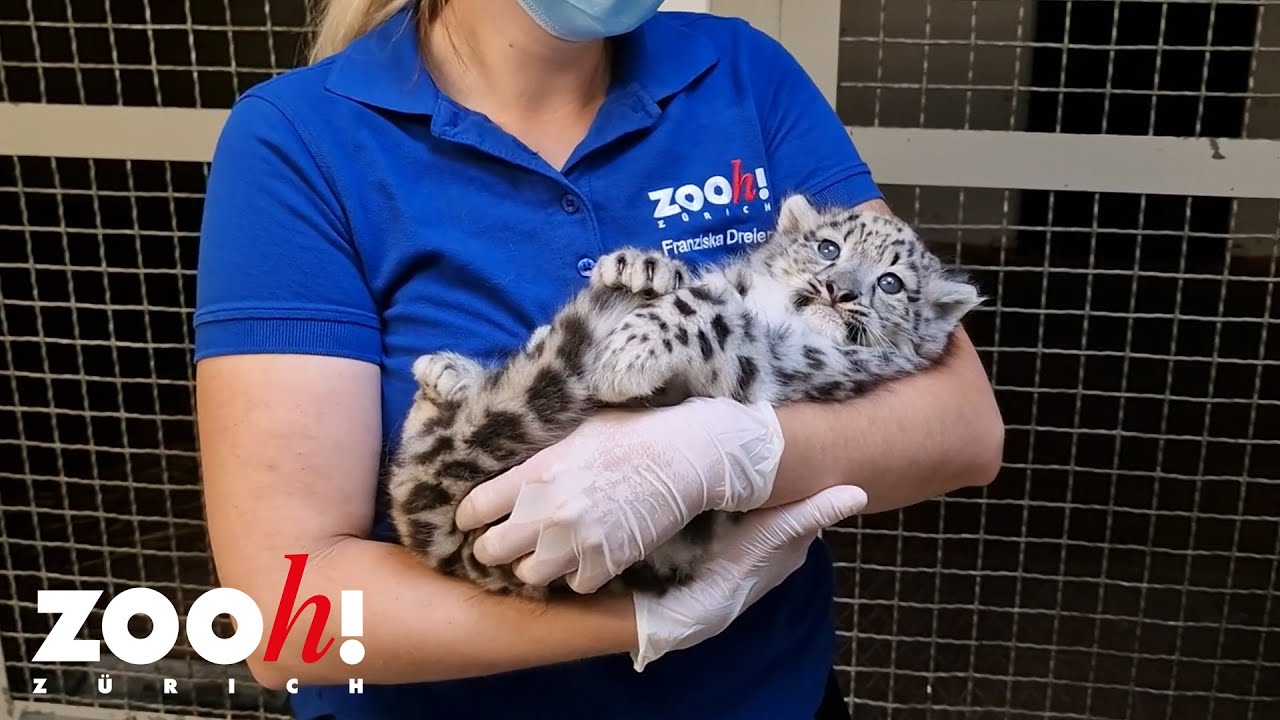 Erster Tierarzttermin der jungen Schneeleoparden