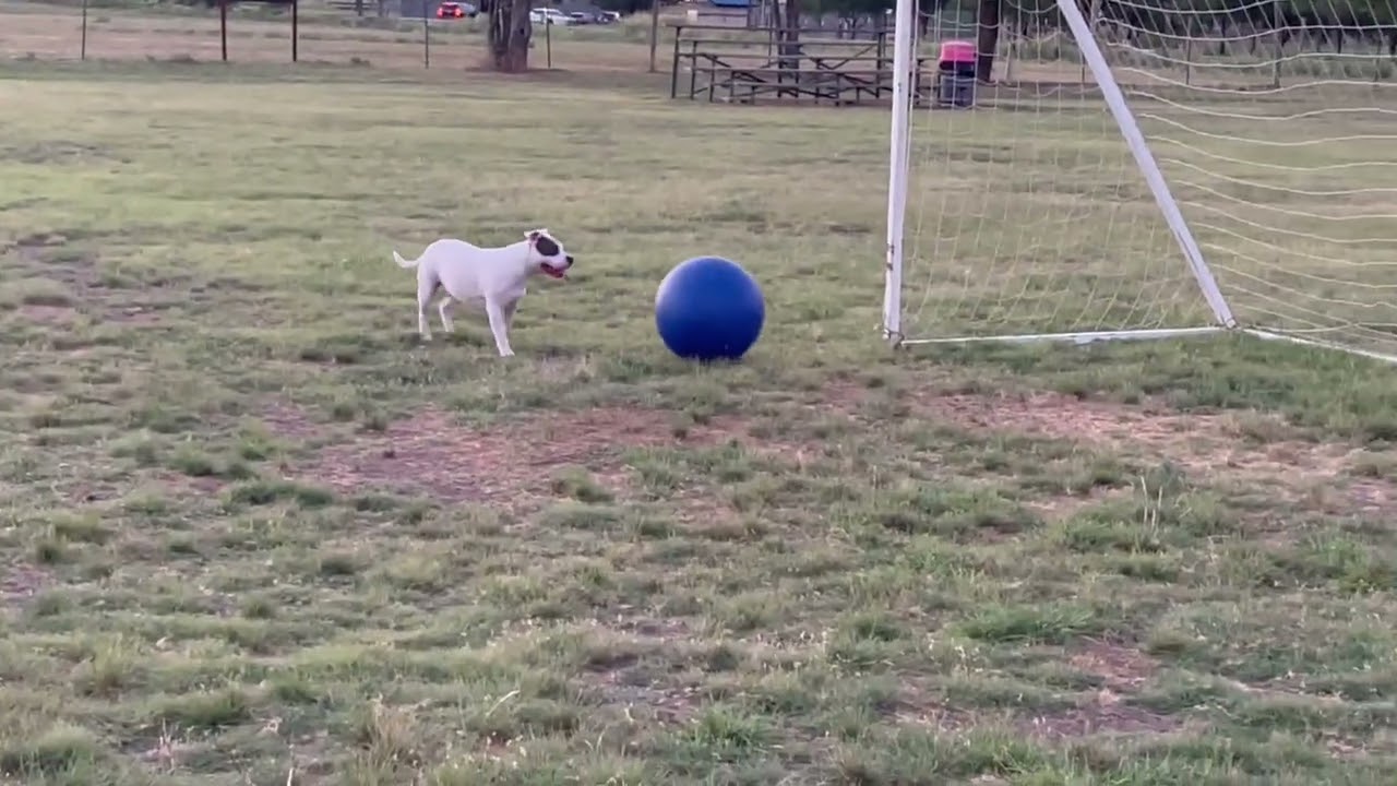 Dog Kicks Soccer Ball And Scores Goal - 1697293