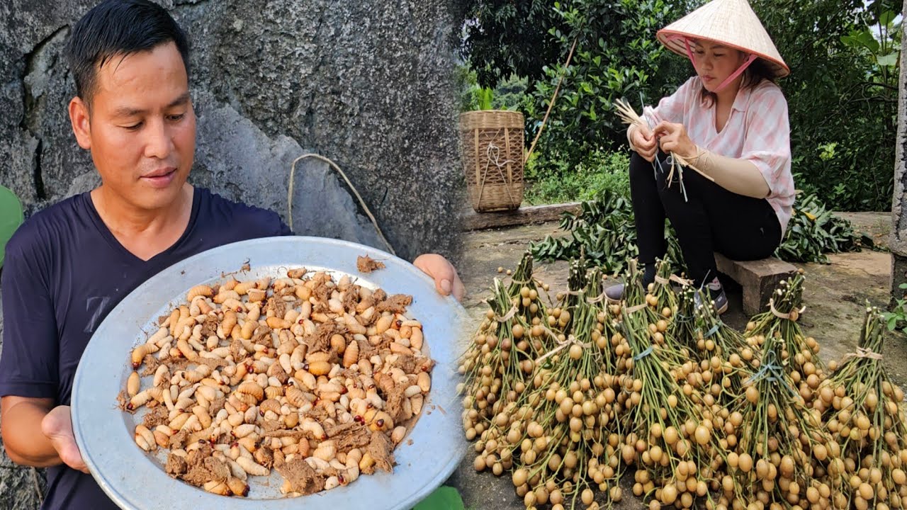 Harvesting Coconut Weevils - Ly picks kumquats and brings them to the market to sell