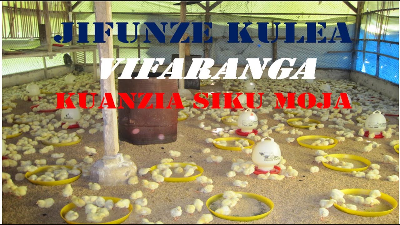 JIFUNZE KULEA VIFARANGA,maandalizi ya bruda,kupokea vifaranga na kulea vifaranga wa siku 1.
