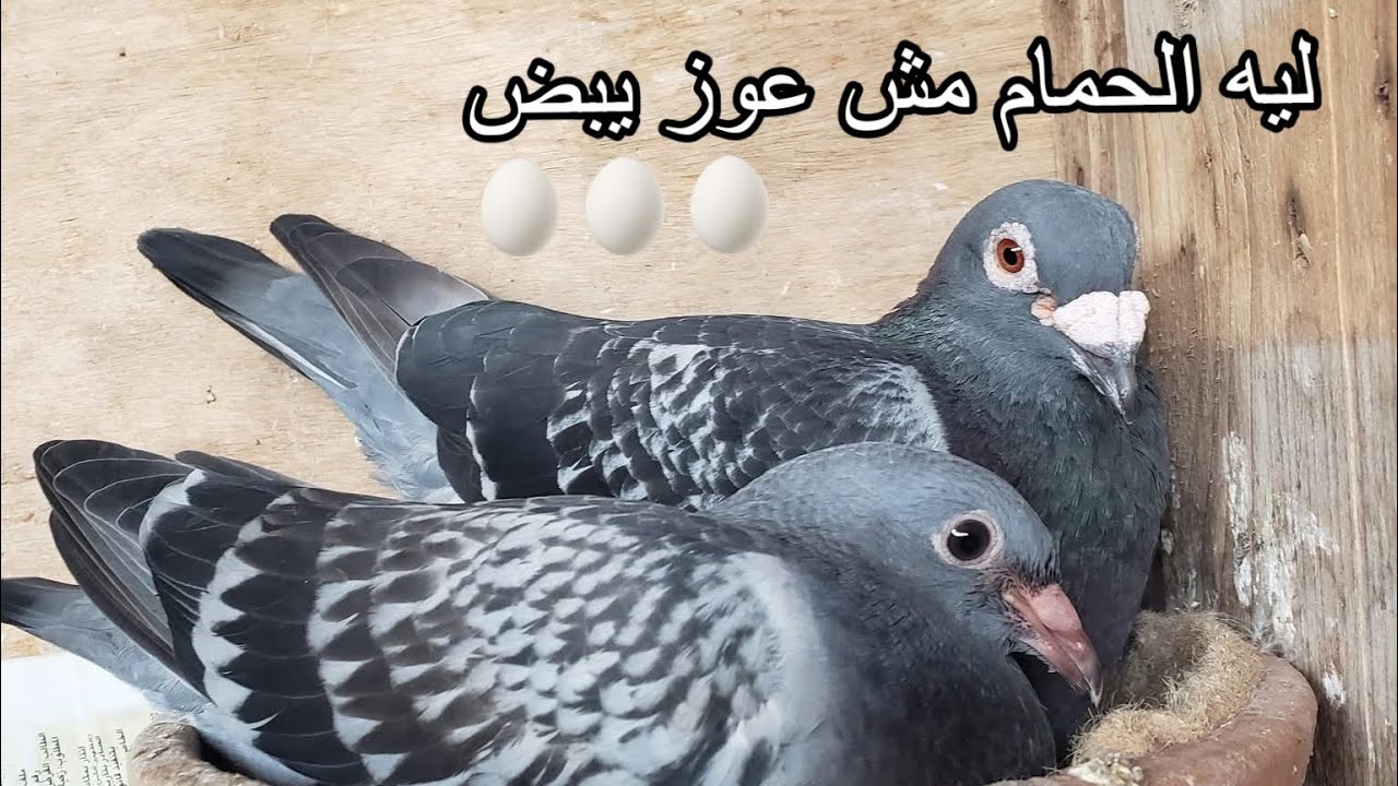لي الحمام مش عوز يبيض 🥚🥚🥚