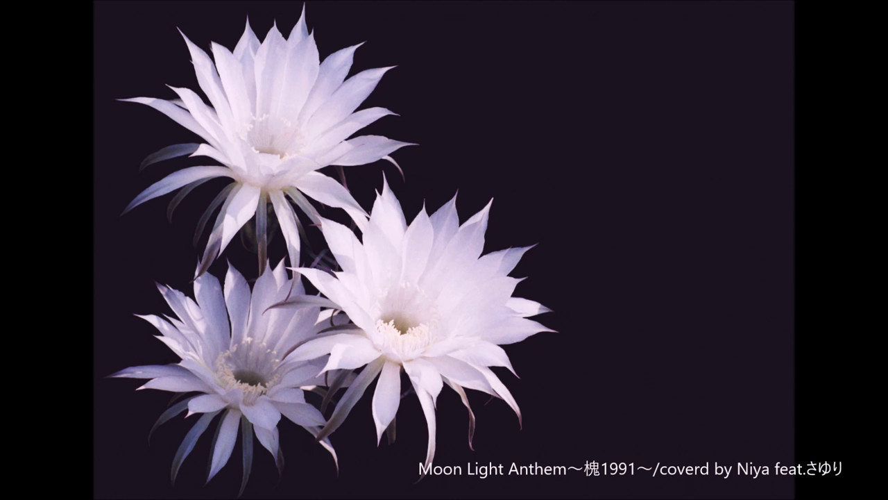 【ライブ音源】新居昭乃「Moon Light Anthem～槐1991～」【カバー】