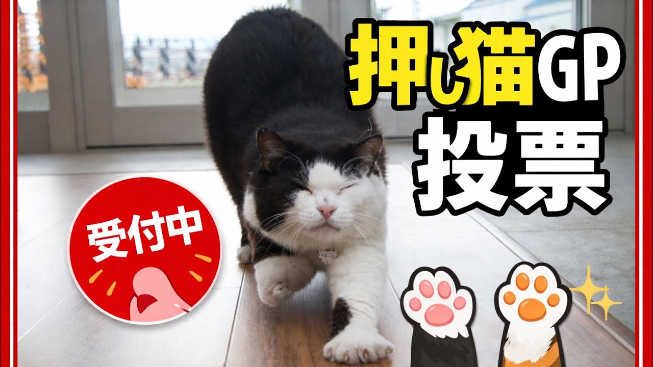推し猫グランプリ投票開始です😸