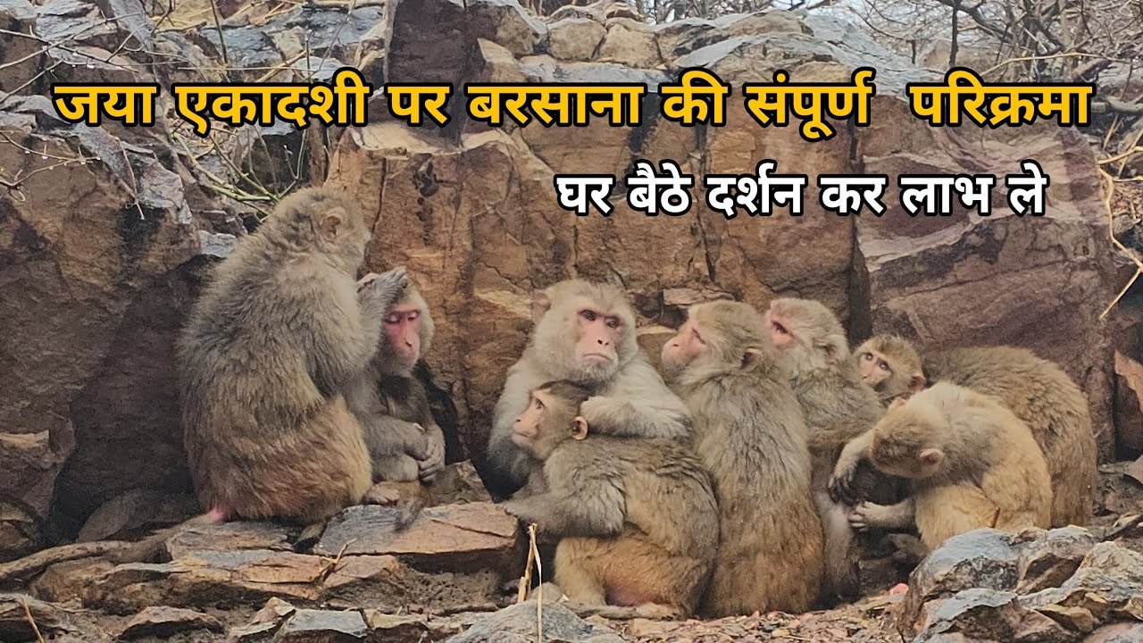 जया एकदशी पर श्री बरसाना धाम की सम्पूर्ण परिक्रमा 