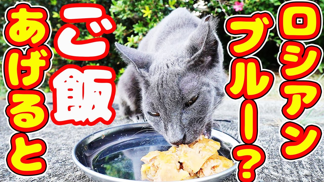 ロシアンブルー？な猫にご飯をあげたら・・・  地域猫ボランティアさん急逝後に火事エリア