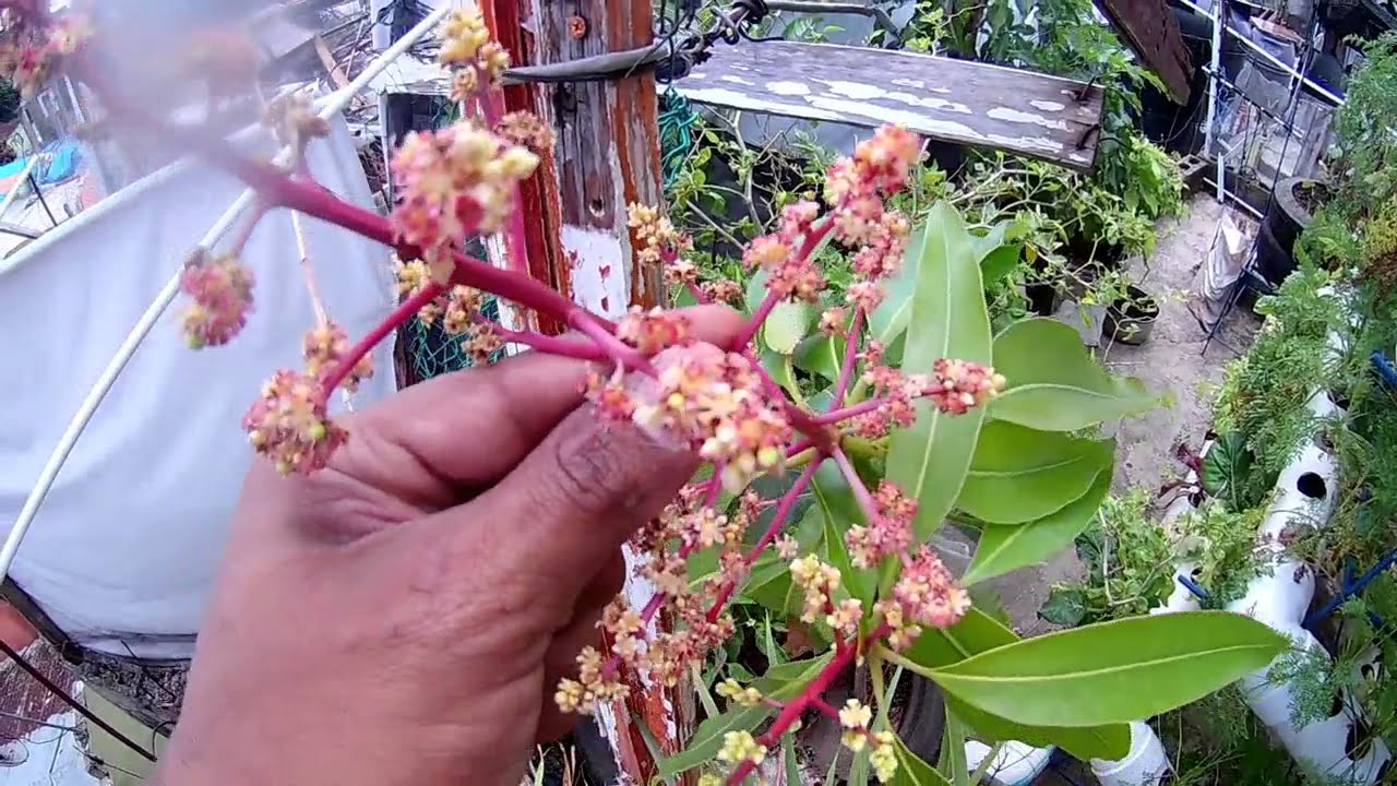 COMO HACER QUE TU MANGO DE FLORES EN DOS MESES
