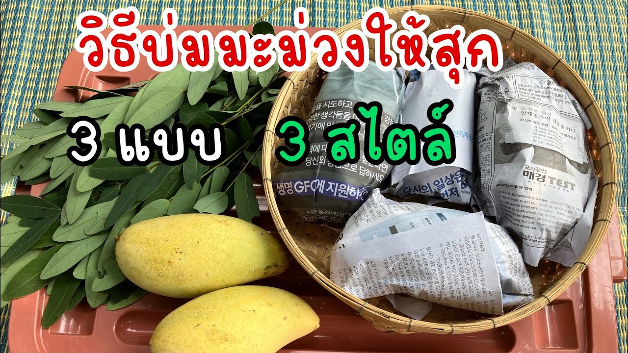 วิธีบ่มมะม่วงให้สุก 3 แบบ บ่มกินเองได้ง่ายๆไม่ยุ่งยาก🥭 ชอบวิธีไหน บ่มได้เลย