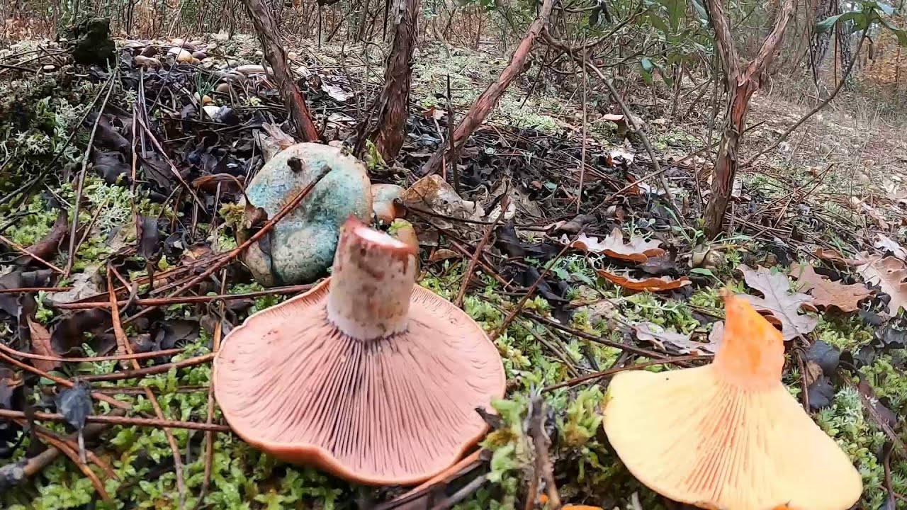 Aprende distinguir ❄️ Lactarius deliciosus Vs sanguifluus ❄️⛄ Niscalo y pie azul
