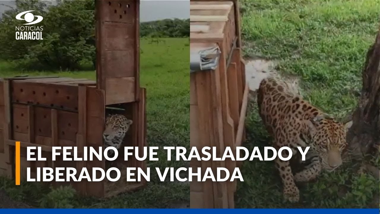 Liberan a jaguar adulto rescatado en Cundinamarca tras un mes de rehabilitación y seguimiento