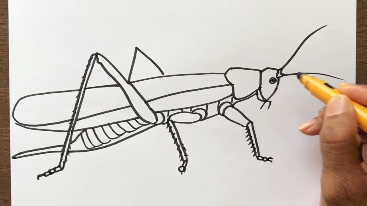 How to Draw a Grasshopper
