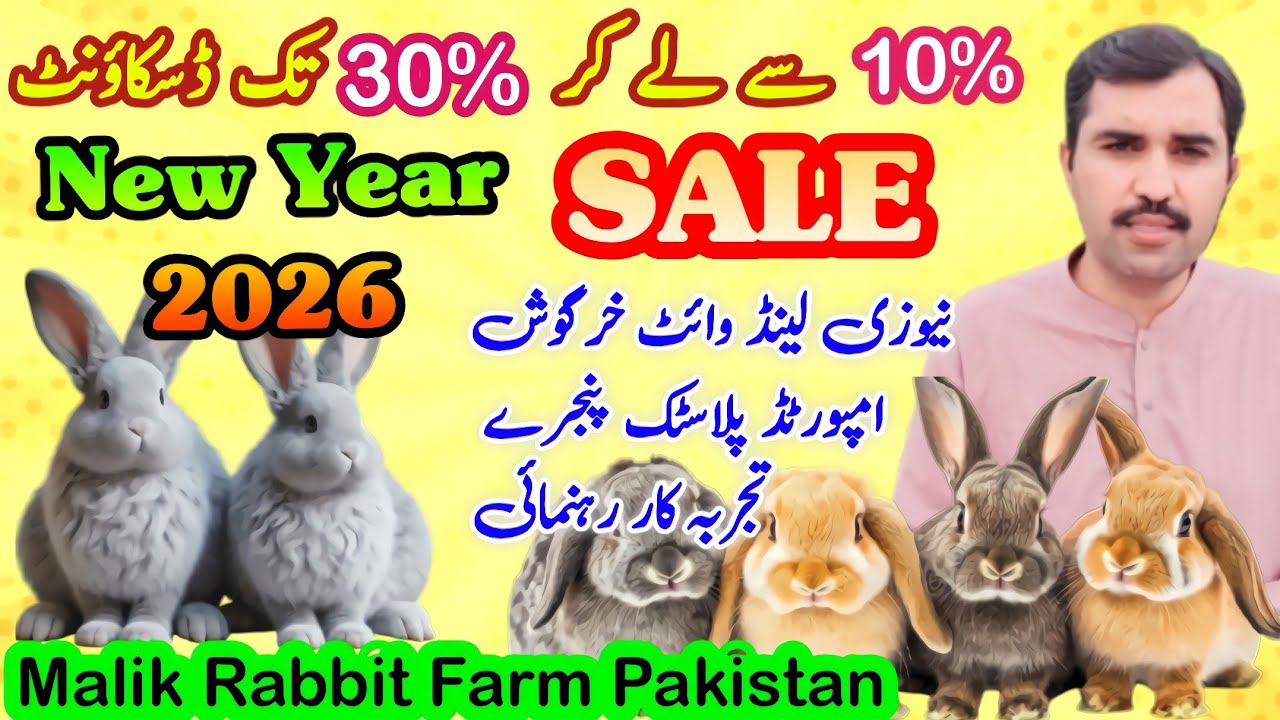 ✨ نیا سال، نئی شروعات | Healthy Rabbits | Malik Rabbit Farm || New Year Sale Offer