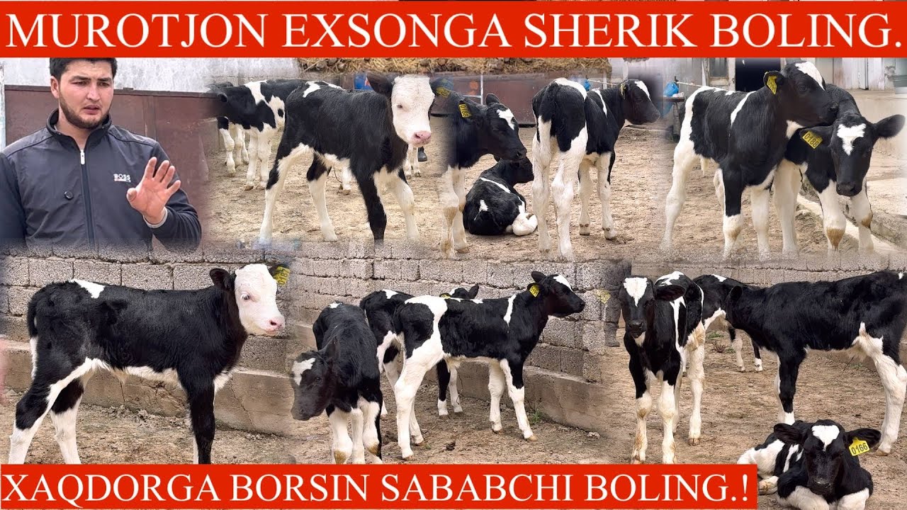 🥛SUT EMDI NASILDOR BUZOQLARI😳MURODJON ROSA ARZON QIVORDI🚘DASTAFKASI BILAN✊🏃