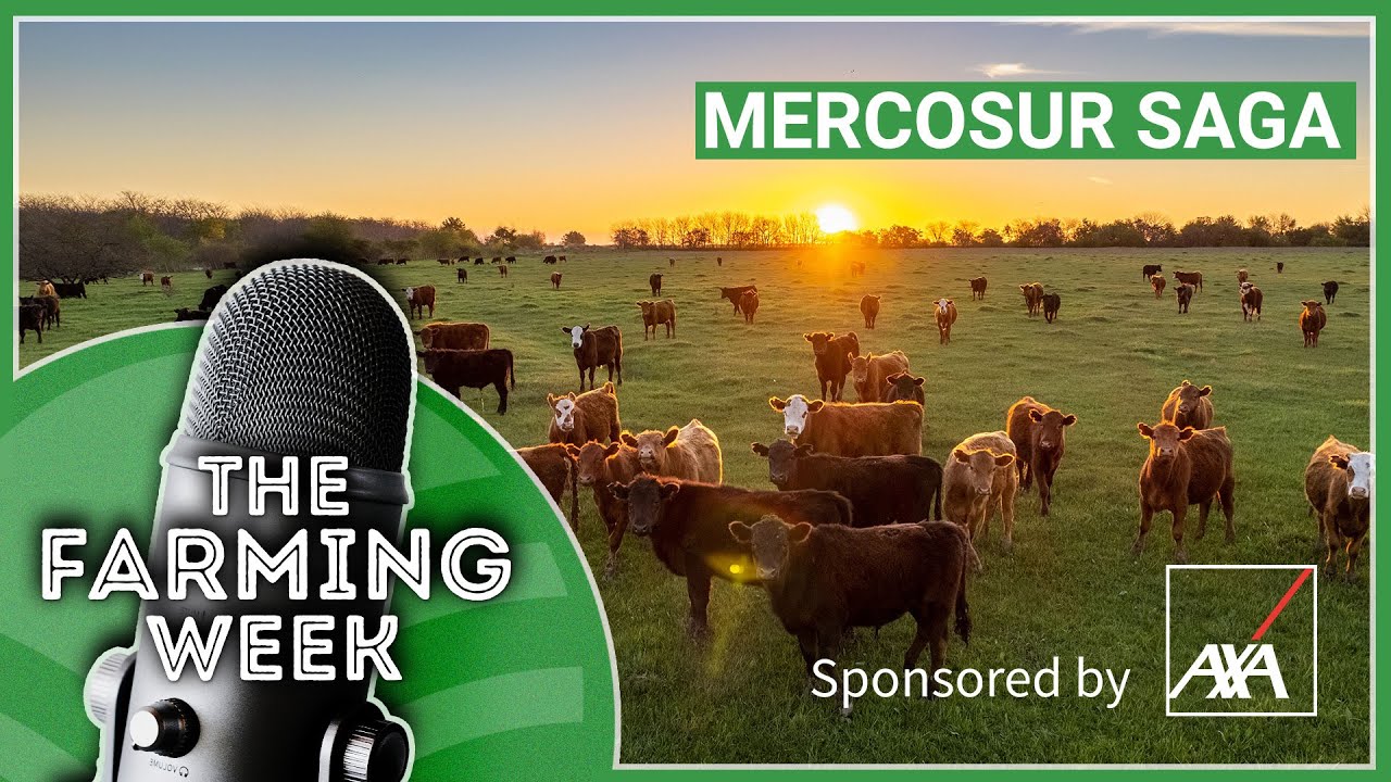 Mercosur Saga | Irish Food Exports | 4,000 Cattle Wanted for Live Export