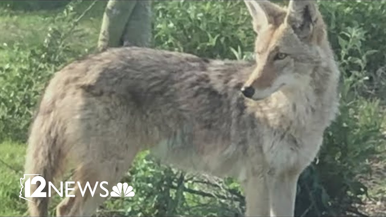 More coyotes being spotted on neighborhood doorbell cameras