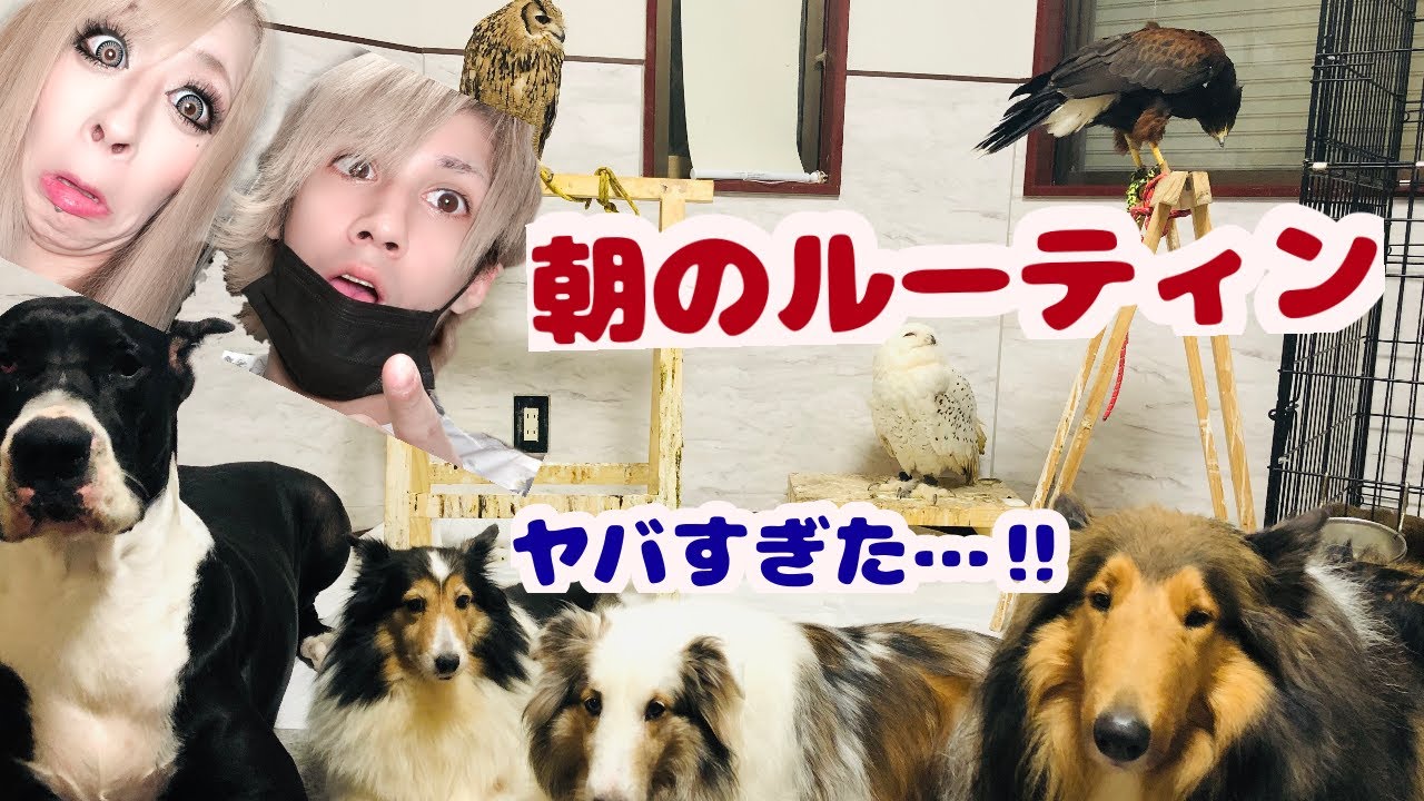 動物28匹&子供のいる朝のルーティンがヤバすぎた‼︎