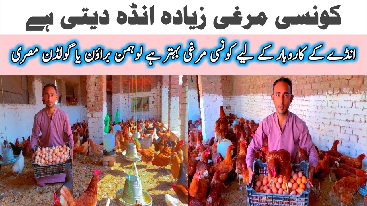 Andon ka Business krne k lye konsi Murgian rakhni chaiay