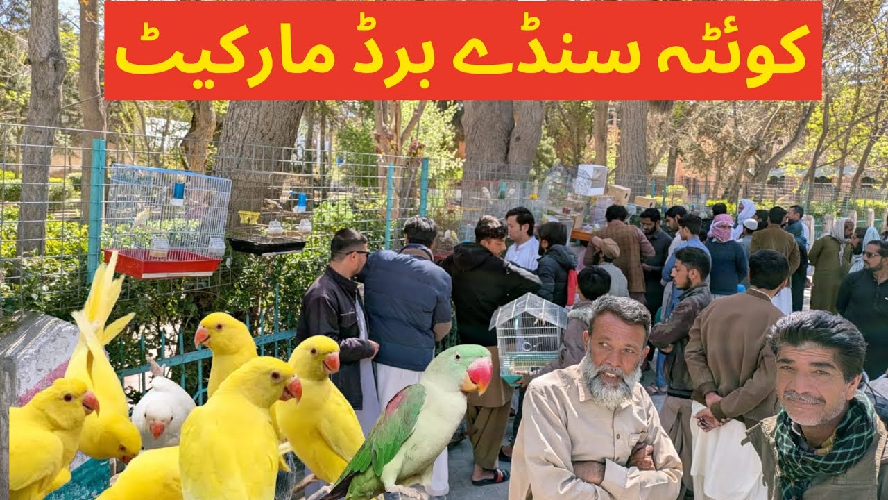 QUETTA SUNDAY bird's Market prices update Jal rates 15/03/2026