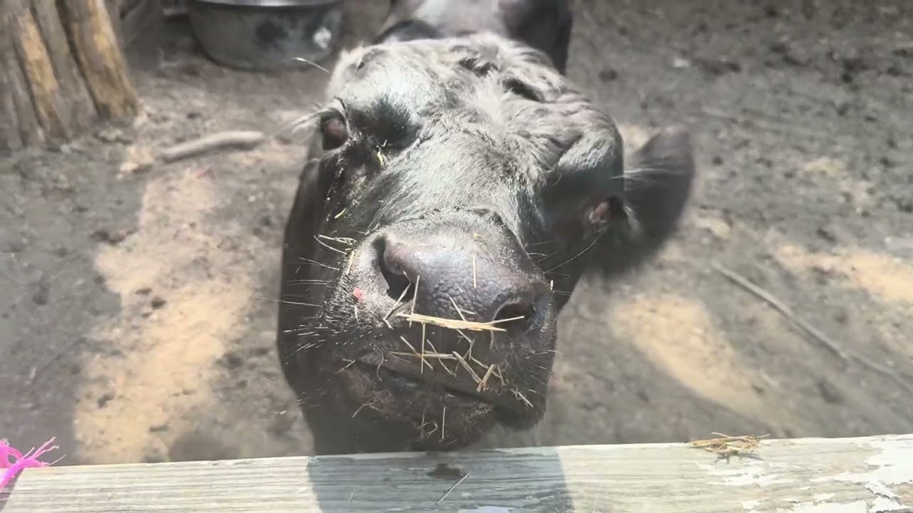 Part 28: The Animals Stay Eating & More Adventures Of A Black Farm Family 